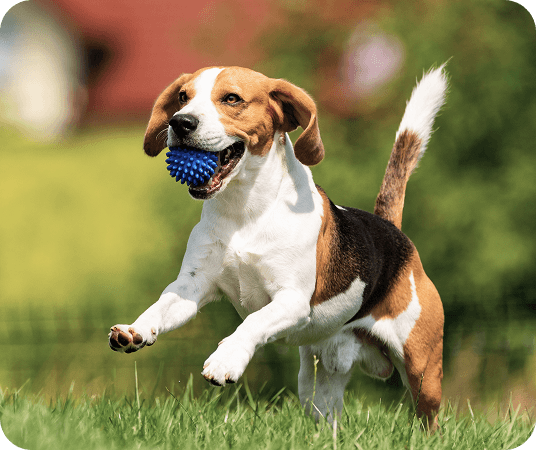 Dog playing with toy in field